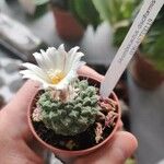 Strombocactus disciformis List