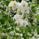 Styrax japonicus Virág