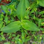 Commelina communis Liść