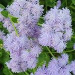 Ageratum houstonianum Flor