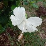 Hibiscus arnottianus Flower