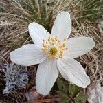 Anemone alpina Λουλούδι
