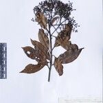 Photinia integrifolia Altul/Alta