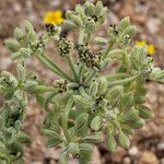 Lomatium mohavense Агульны выгляд