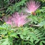 Calliandra surinamensis 花