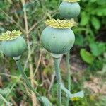 Papaver somniferum L.Fiore