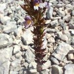 Euphrasia salisburgensis Flower