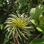 Clematis tangutica Frucht