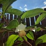 Camellia sinensis Kvet