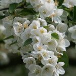 Malus toringo 花