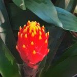 Guzmania conifera Floare