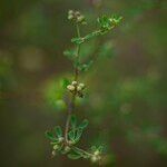 Crotalaria medicaginea Plod