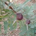 Vachellia drepanolobium Fulla