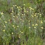 Helichrysum stoechasBuveinė