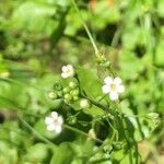 Samolus valerandi Flower