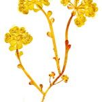 Euphorbia helioscopia Virág