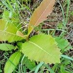 Curatella americana Leaf