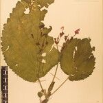 Didymocarpus andersonii