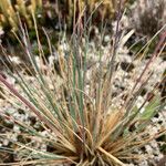 Festuca breviaristata Blatt