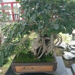 Ficus padana 整株植物