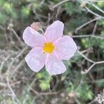 Helianthemum violaceum Цвят
