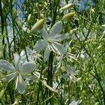 Anthericum ramosum Habitatea