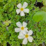 Nymphoides cristata Flor