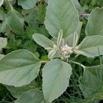 Croton capitatus Leaf