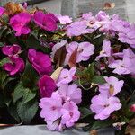 Impatiens hawkeri花