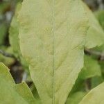 Rhododendron schlippenbachii Blatt