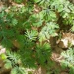 Dicentra canadensis Leaf