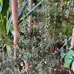 Myrsine africana Libunga