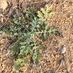 Parthenium hysterophorus Habit