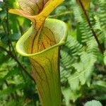 Sarracenia rubra Virág