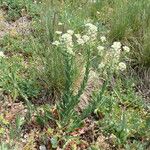 Lepidium campestre Flor