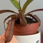 Nepenthes alata Листок