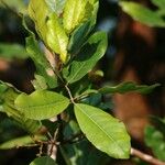 Aglaia elaeagnoidea Deilen