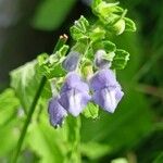 Scutellaria galericulata Floro