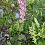 Pedicularis rostratospicata 花