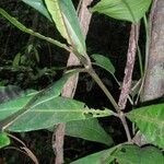 Atractocarpus pterocarpon Blatt