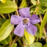 Vinca minorBlodyn