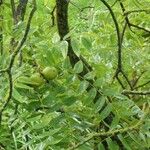 Juglans nigra Likasa
