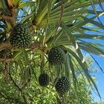 Pandanus utilis Плод