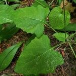 Adenocaulon bicolor Feuille