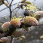 Salix sikkimensis Агульны выгляд