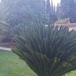 Cycas revoluta Blatt