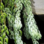 Sedum morganianum पत्ता