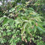 Vitex altissima Ffrwyth