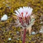 Erigeron uniflorus Цвят