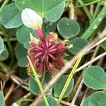 Trifolium occidentale Floare